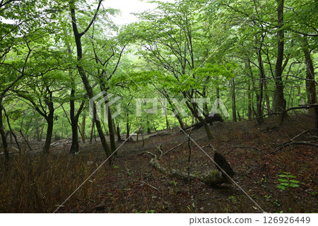 攀登東京雲取山 126926449