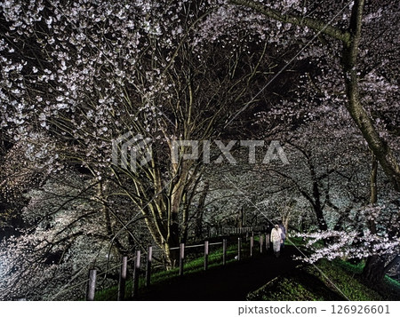 Yamagata Castle ruins: Illuminated cherry blossoms at night in Kasumigaoka Park 126926601