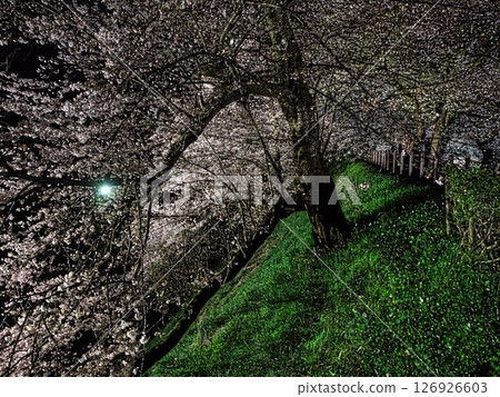 山形城遺址：霞丘公園的夜櫻燈光秀 126926603