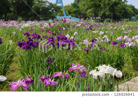 Katsushika Iris Festival at Mizumoto Park, late May to early June, Katsushika Ward, Tokyo 126926641