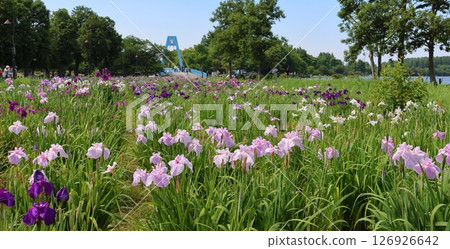 葛飾鳶尾節，水元公園，五月底至六月初，東京葛飾區 126926642