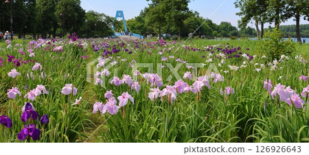 葛飾鳶尾節,水元公園,五月底至六月初,東京葛飾區 葛飾鳶尾節,水元公園,五月底至六月初,東京葛飾區 126926643
