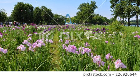 葛飾鳶尾節,水元公園,五月底至六月初,東京葛飾區 葛飾鳶尾節,水元公園,五月底至六月初,東京葛飾區 126926644