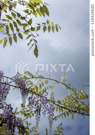 Spring flowers, wisteria flowers blooming against the sky 126926680