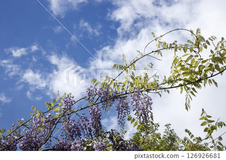 Spring flowers, wisteria blooming against the sky - 2 Spring flowers, wisteria blooming against the sky - 2 126926681