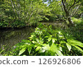 Fresh greenery at Shizuo Park (Lower Pond) 126926806