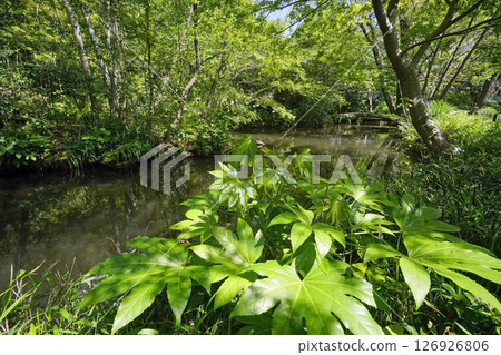 Fresh greenery at Shizuo Park (Lower Pond) 126926806