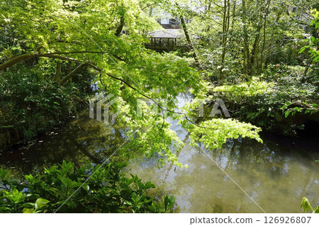 靜雄公園（下池）的新綠 126926807