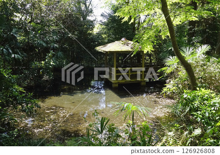 實津公園(上池)的新綠 實津公園(上池)的新綠 126926808