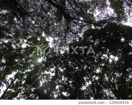 Green Jungle Trees  126926816