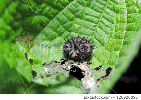 A larva of a red admiral butterfly hiding between the leaves of a nettle plant (macro flash photography in a natural environment) A larva of a red admiral butterfly hiding between the leaves of a nettle plant (macro flash photography in a natural environment) 126926850