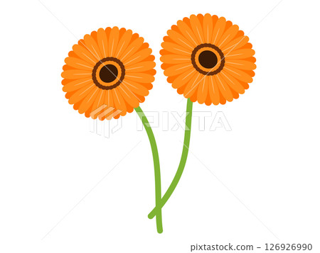 非洲菊圖標 126926990
