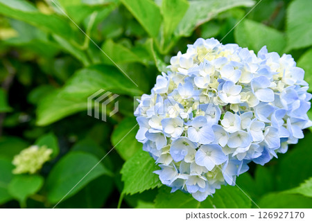 六月的繡球花 六月的繡球花 126927170