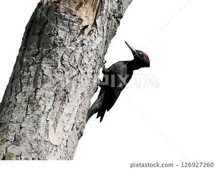 The black woodpecker (Dryocopus martius) isolated on white background 126927260