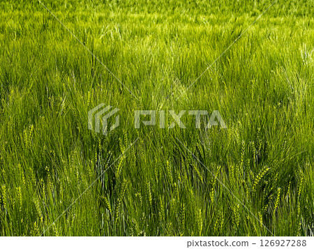 A lush green field of wheat with tall stalks swaying gently in the breeze.  126927288