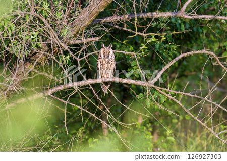 The long-eared owl (Asio otus) The long-eared owl (Asio otus) 126927303