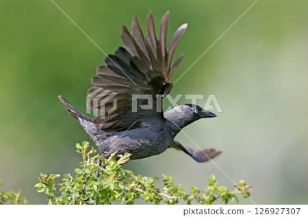 western jackdaw (Coloeus monedula) 126927307