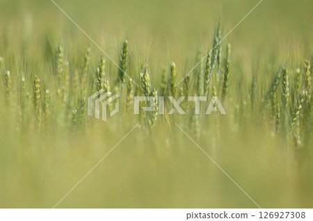 Ripening green ears of Durum wheat Ripening green ears of Durum wheat 126927308