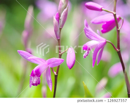 Full bloom of splendid iris in the garden Full bloom of splendid iris in the garden 126927357