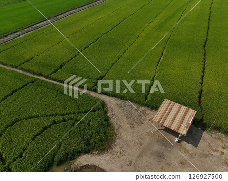 Green rice Fileds aerial top view Thailand countryside landscape 126927500