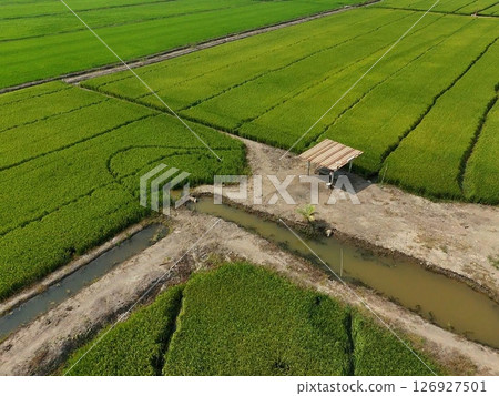 Green rice Fileds aerial top view Thailand countryside landscape 126927501