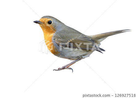 Giant small robin Giant small robin 126927518