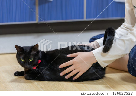 Black cat  126927528