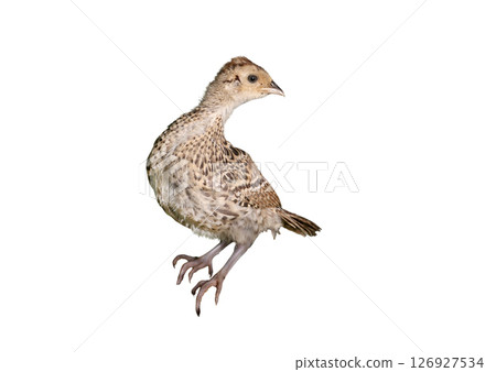 Chicks of the common pheasant (Phasianus colchicus)  isolated on white background. 126927534