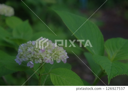 hydrangea hydrangea 126927537