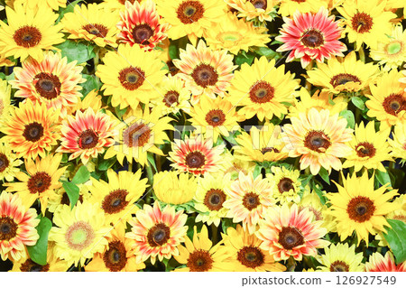 [Summer image] Sunflower decorations for parties 126927549