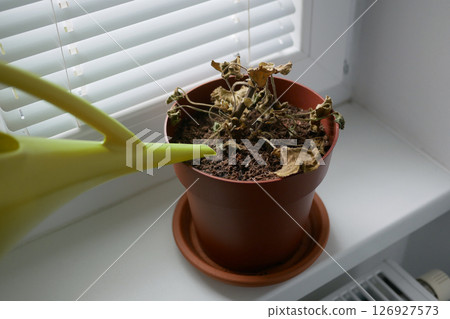 Dried plant in a pot on a windowsill. Houseplant care concept. Watering from a watering can of a dried geranium flower 126927573