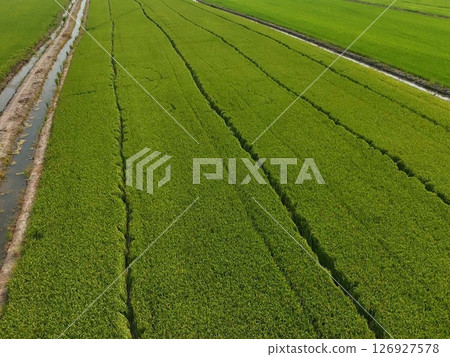 Green rice Fileds aerial top view Thailand countryside landscape 126927578