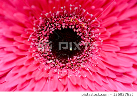 粉紅非白菊花專拍,細緻清晰層次分明 粉紅非白菊花專拍,細緻清晰層次分明 126927655