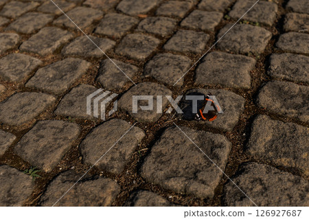 Red admiral Butterfly resting on cobblestone street in sunlight Red admiral Butterfly resting on cobblestone street in sunlight 126927687