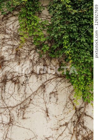 Green ivy climbing on old wall, showing signs of growth and decay vertical wallpapper copy space 126927689
