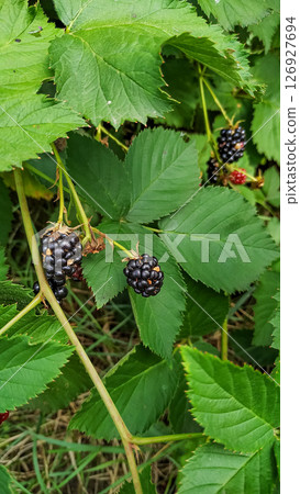 Ripe and unripe blackberries growing on a bush in czechia 126927694
