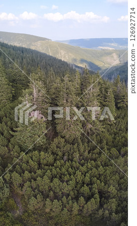 Aerial view of snezka mountain, czech republic, showing lush green pine forest in august 126927714