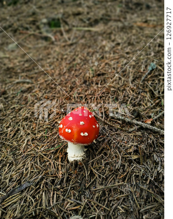 Fly agaric mushroom growing in the forest near snezka mountain in august 126927717