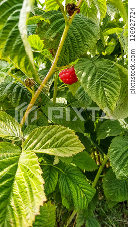 Ripe red raspberry growing on a bush in brezany ii, czechia 126927724
