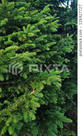 Lush green spruce branches covering snezka mountain in czechia in august Lush green spruce branches covering snezka mountain in czechia in august 126927727