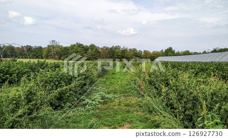 Lush greenery and crops in czech countryside 126927730