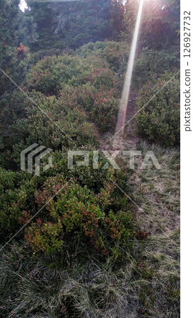 Sunbeam crossing blueberry bushes on snezka mountain in czechia in august Sunbeam crossing blueberry bushes on snezka mountain in czechia in august 126927732
