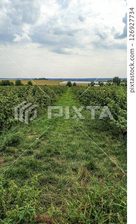 Grassy path leading through raspberry bushes in czech republic countryside 126927734