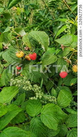 Ripe and unripe raspberries growing on bush in czechia 126927736