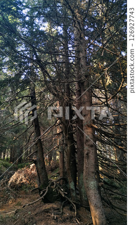 Majestic pine trees growing on snezka mountain in czech republic in august 126927743