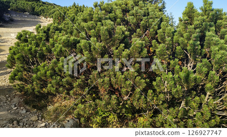 Dwarf mountain pine growing near a hiking path on snezka mountain in august Dwarf mountain pine growing near a hiking path on snezka mountain in august 126927747