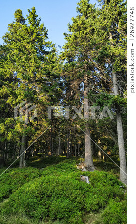 Lush green forest flourishing on snezka mountain slopes in czechia in august 126927748