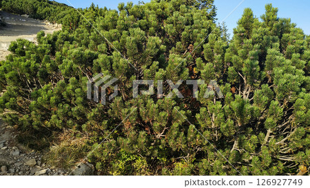 Dwarf mountain pine growing on the snezka mountain in czech republic in august Dwarf mountain pine growing on the snezka mountain in czech republic in august 126927749