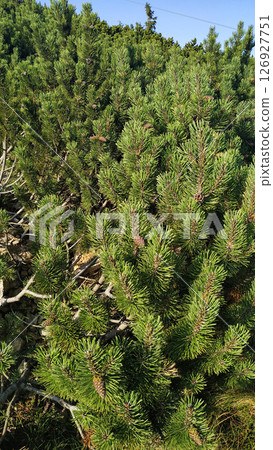 Lush green pine trees growing on snezka mountain in czechia in august Lush green pine trees growing on snezka mountain in czechia in august 126927751