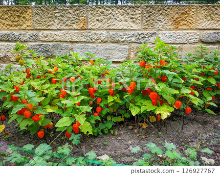 Chinese lantern plants growing at the konigstein fortress in saxony, germany wallpaper background 126927767